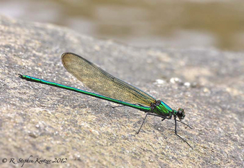 Calopteryx angustipennis, male